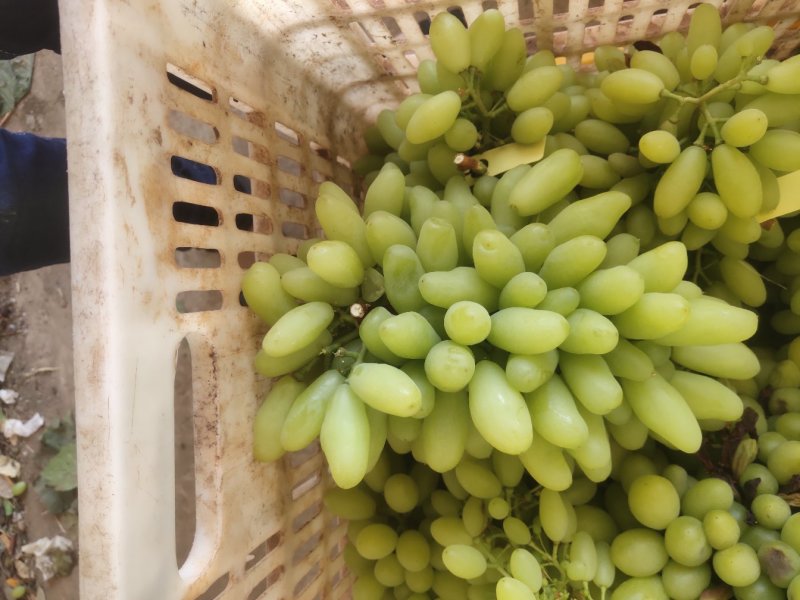 元谋叁叶果蔬种植专业合作社是一家专业从事葡萄育苗收购！