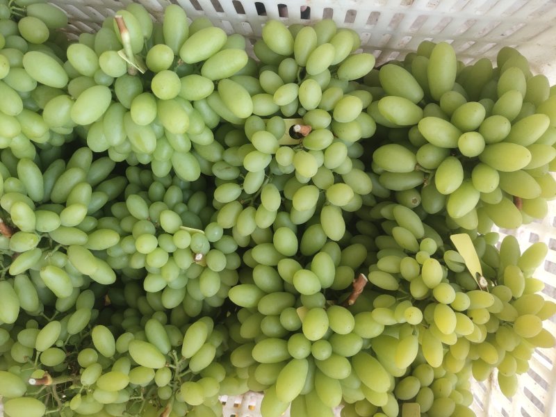 元谋叁叶果蔬种植专业合作社是一家专业从事葡萄育苗收购！