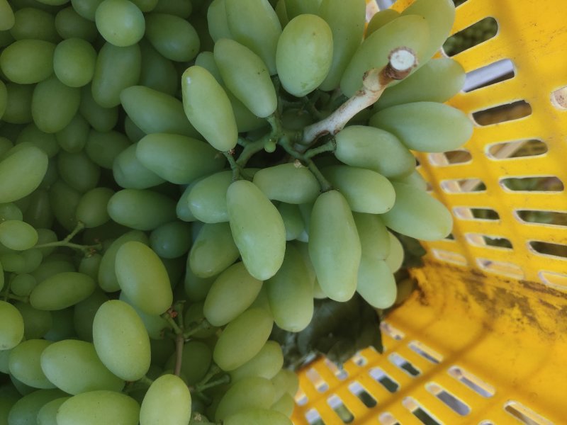 元谋叁叶果蔬种植专业合作社是一家专业从事葡萄育苗收购！