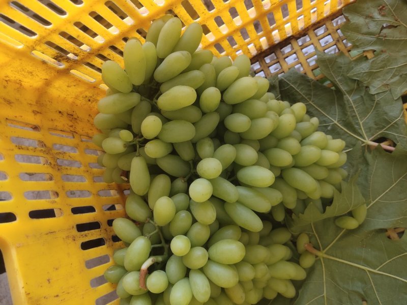 元谋叁叶果蔬种植专业合作社是一家专业从事葡萄育苗收购！
