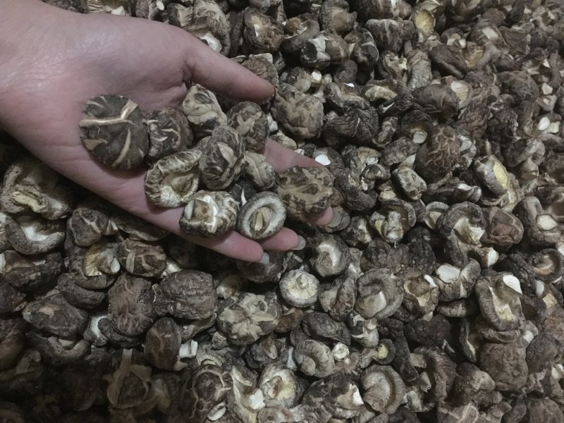 茶花菇光面干香菇以质论价冬菇肉厚自产自销