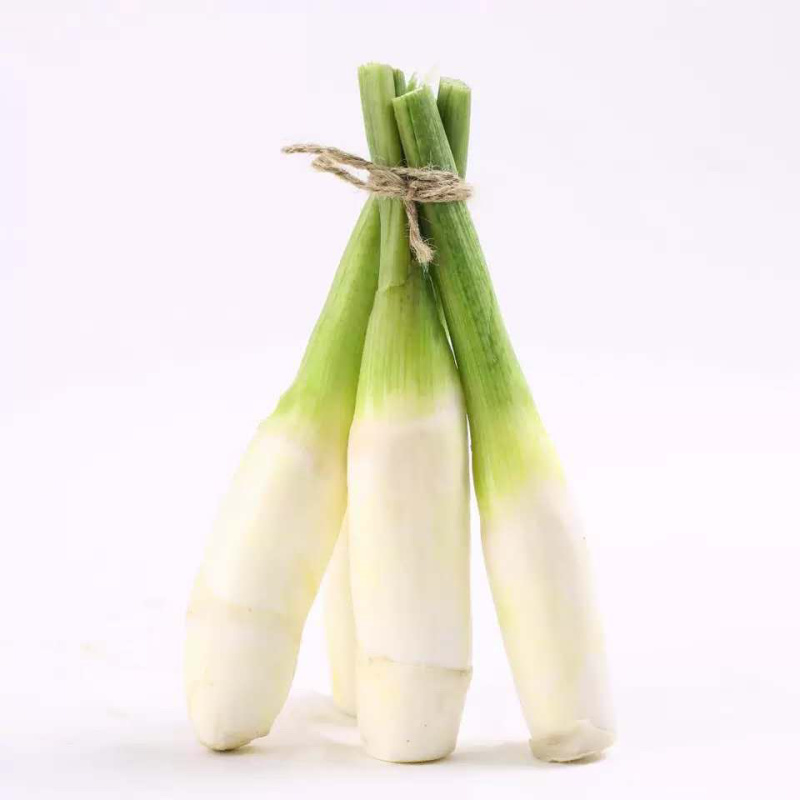 茭白苗单季茭白苗双季茭白苗四季茭白苗
