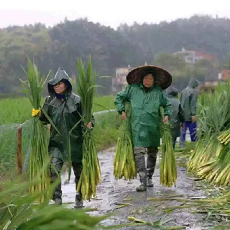 茭白苗单季茭白苗双季茭白苗四季茭白苗