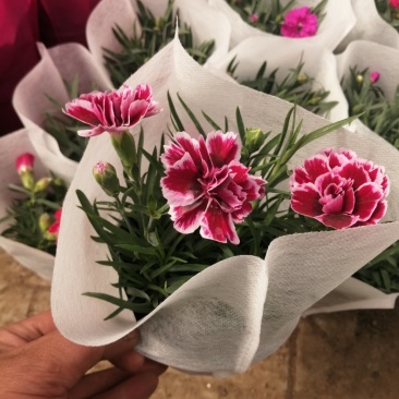 康乃馨/进口草炭土培植基地直发/颜色齐全品相优量大从优
