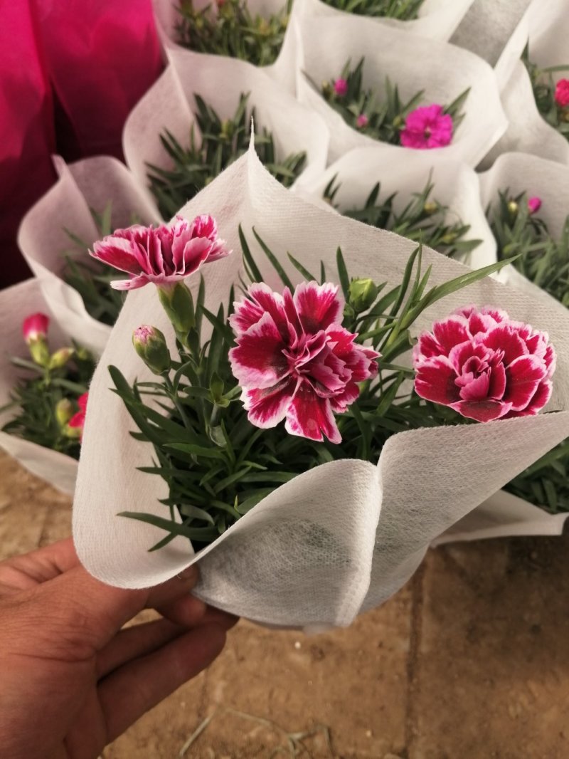 康乃馨/进口草炭土培植基地直发/颜色齐全品相优量大从优