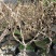 猕猴桃果树苗红心猕猴桃苗果甜盆栽嫁接苗南北方种植带土发货