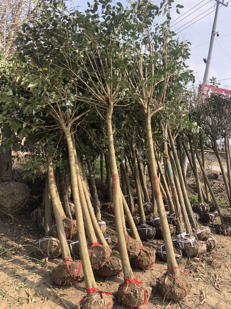 大叶女贞6-14公分清地处理，价格实惠，诚信经营！