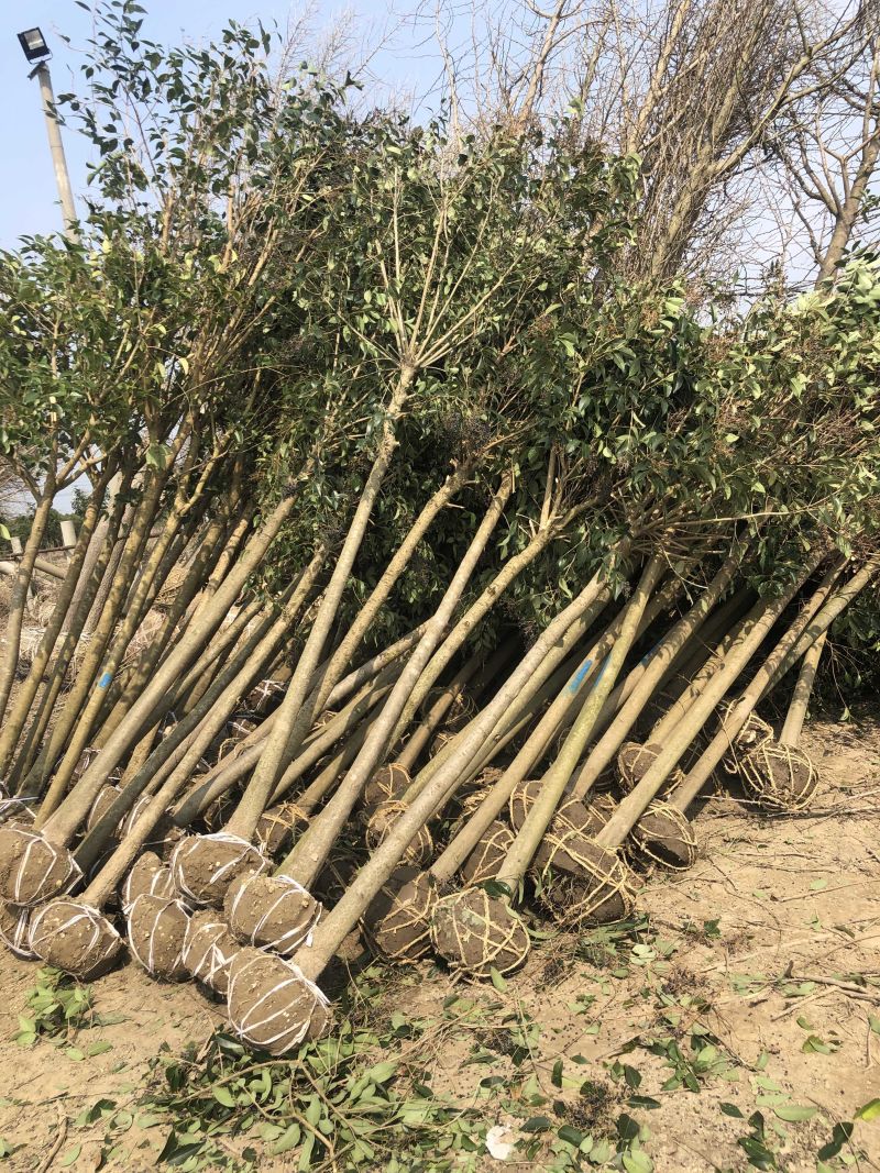 大叶女贞6-14公分清地处理，价格实惠，诚信经营！