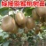 猕猴桃果树苗红心猕猴桃苗果甜盆栽嫁接苗南北方种植带土发货