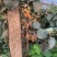 猕猴桃果树苗红心猕猴桃苗果甜盆栽嫁接苗南北方种植带土发货