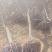 本地苗木直销白玉兰紫玉兰大小规格齐全装上车付款