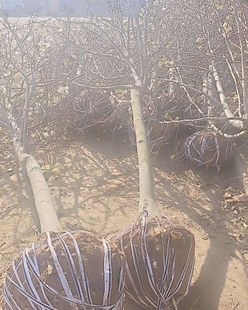 本地苗木直销白玉兰紫玉兰大小规格齐全装上车付款