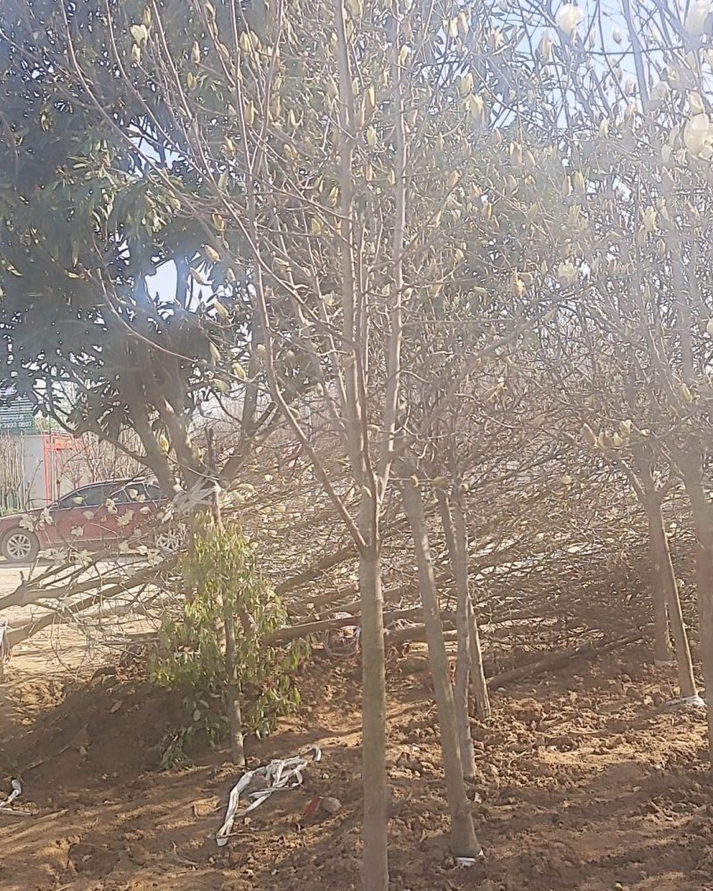 本地苗木直销白玉兰紫玉兰大小规格齐全装上车付款