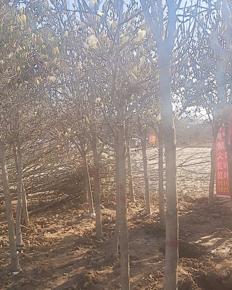 本地苗木直销白玉兰紫玉兰大小规格齐全装上车付款