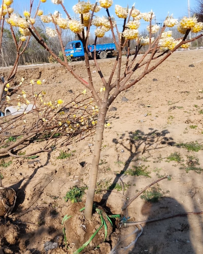 结香花，遍体生香，花叶不见