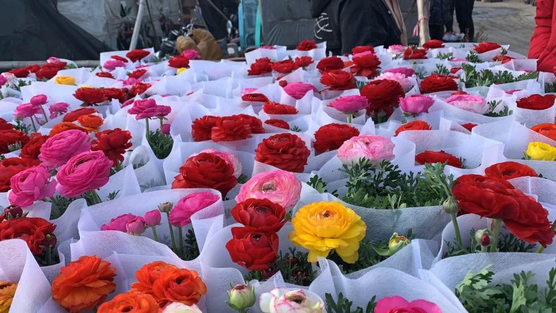 芹叶牡丹基地批发直发品相优颜色齐全量大