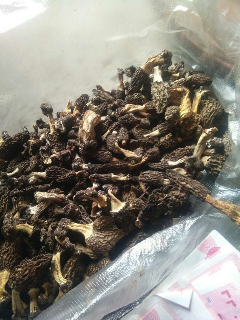 羊肚菌