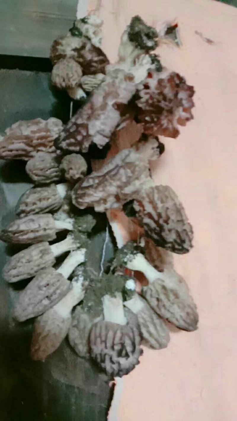 羊肚菌