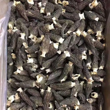 羊肚菌