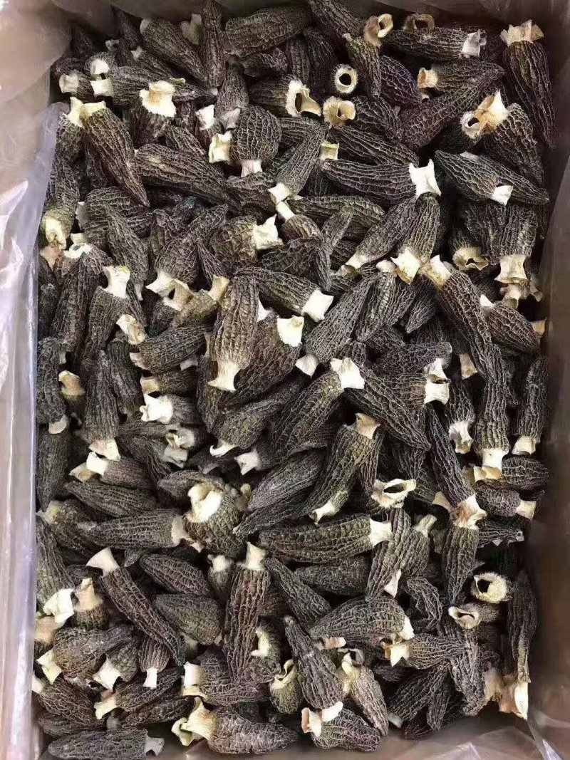 羊肚菌