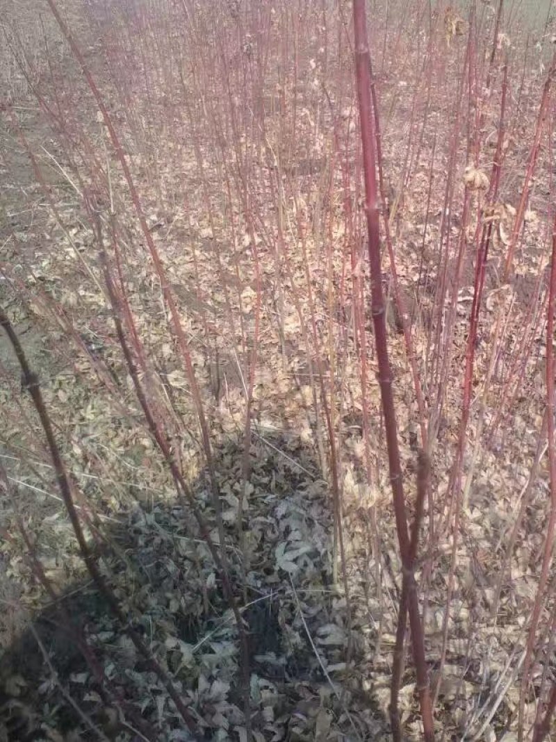 鸡爪槭，鸡爪槭小苗，大量出售各种规格的鸡爪槭