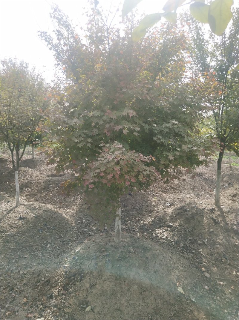 鸡爪槭，鸡爪槭小苗，大量出售各种规格的鸡爪槭