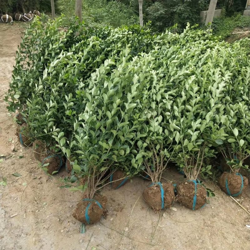 50厘米冠幅卫矛球大量出售