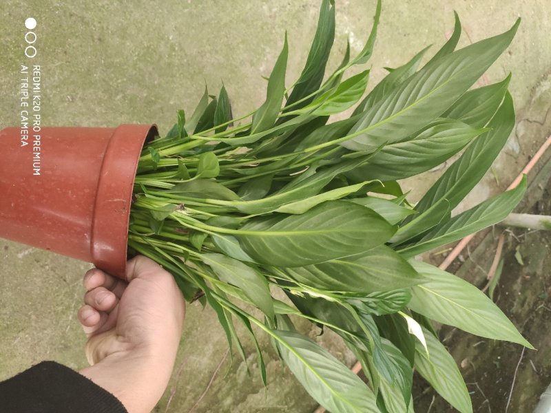 白掌花卉基地批发一件起批全国物流