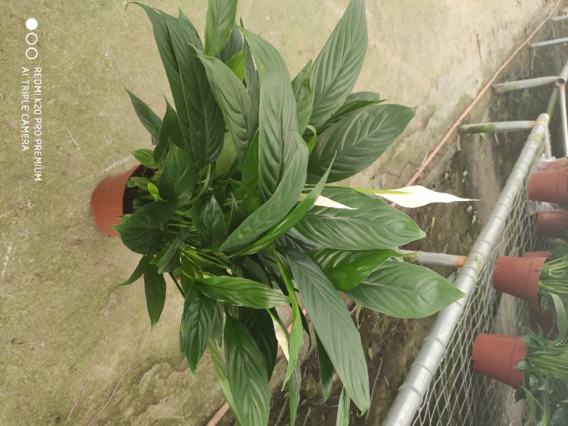 白掌花卉基地批发一件起批全国物流