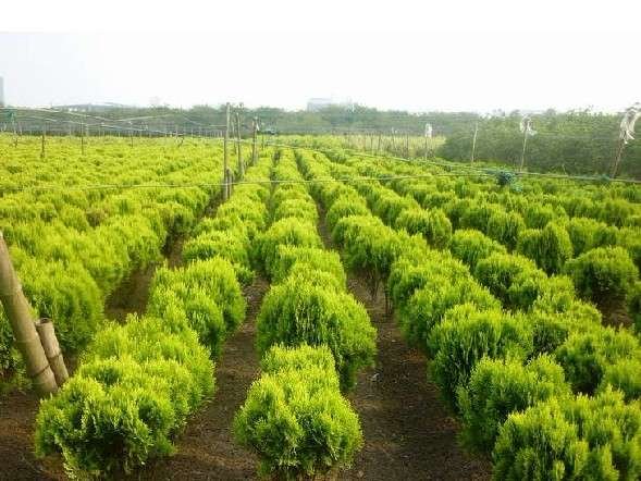 侧柏植物分类图解