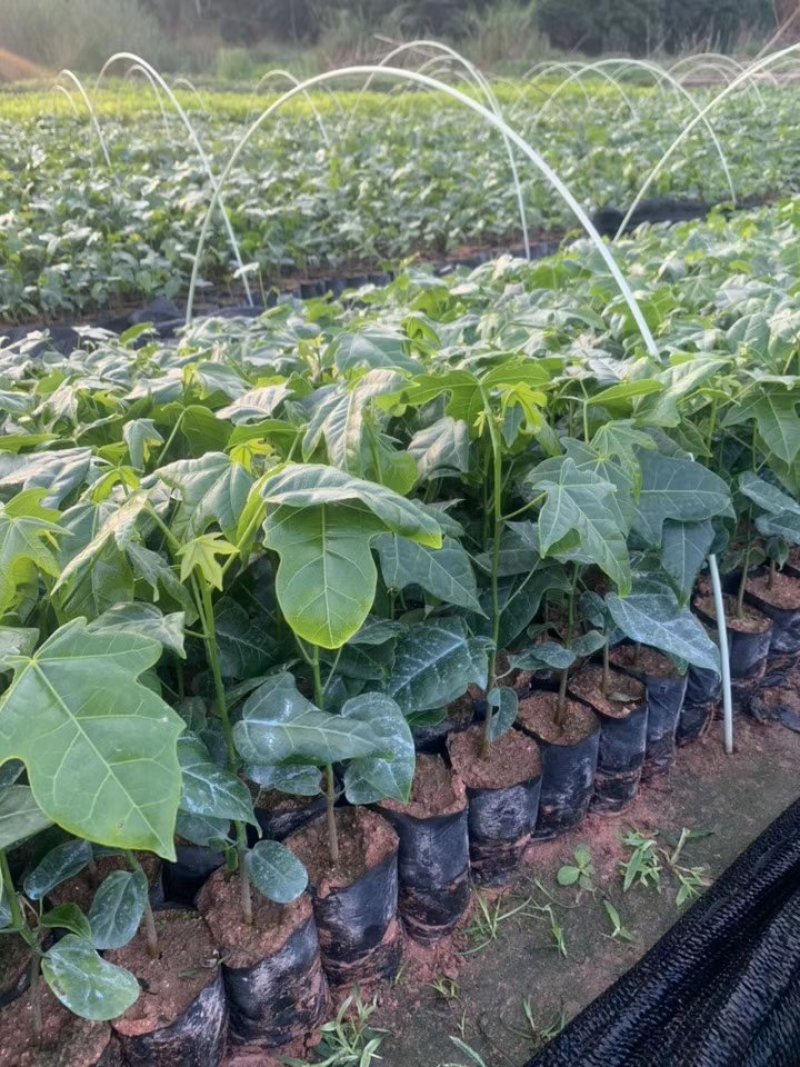 澳洲火焰木袋苗园林绿化苗木广州苗圃批发