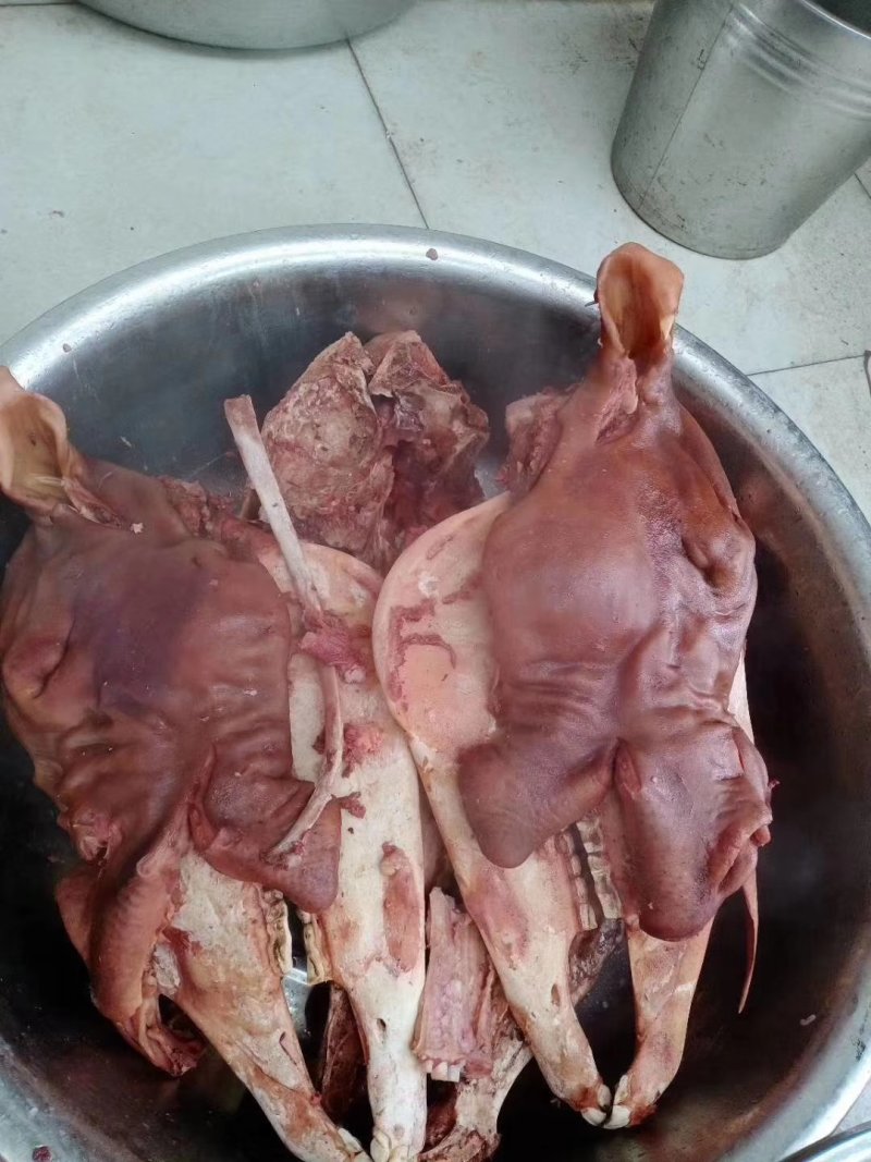 现杀水退毛马头，新鲜马头，带耳带带皮带口条马头