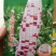 万糯2000糯玉米种子，经典品种，基地专用，稳产，产量高