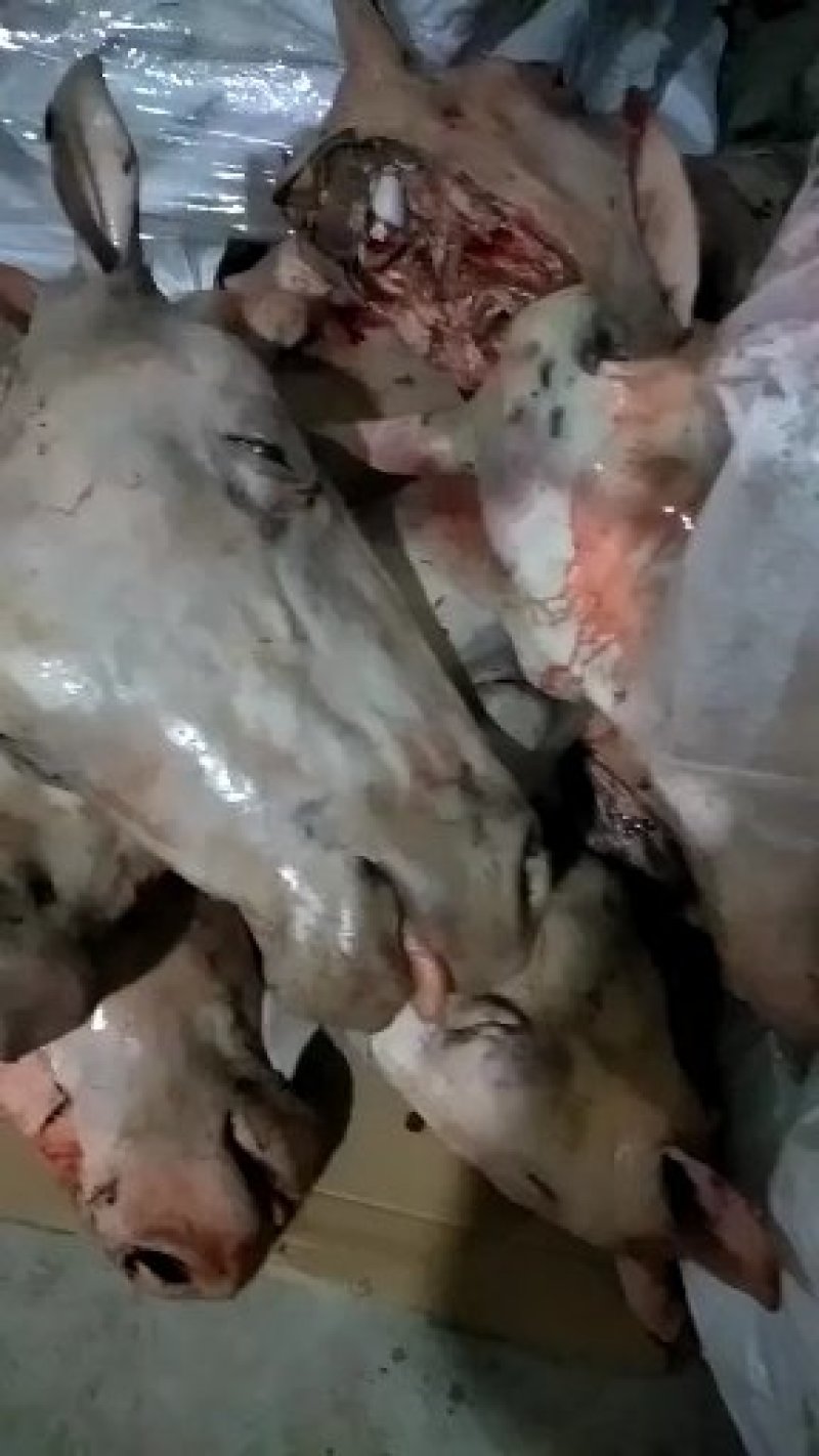 现杀水退毛马头，新鲜马头，带耳带带皮带口条马头