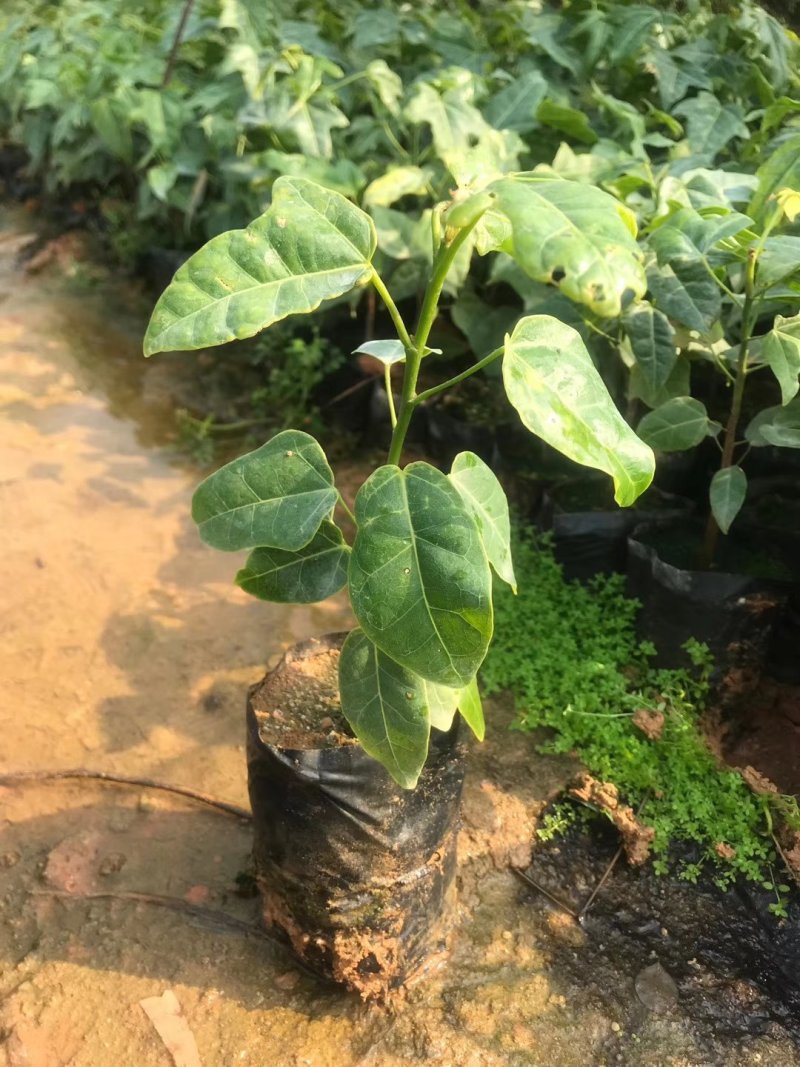 澳洲火焰木袋苗园林绿化苗木广州苗圃批发