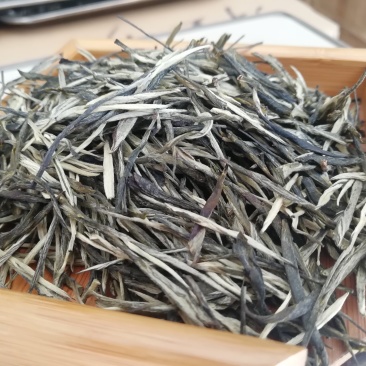 云南早春绿茶，春茶，松针大货批发，香针，入口香甜