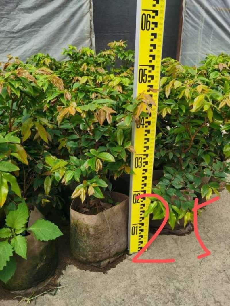台湾四季树葡萄，红妃，艾斯丽嘉宝果嫁接苗