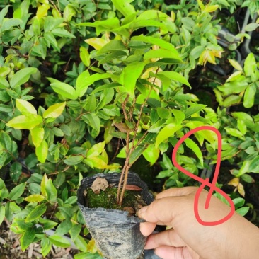 台湾四季树葡萄，红妃，艾斯丽嘉宝果嫁接苗