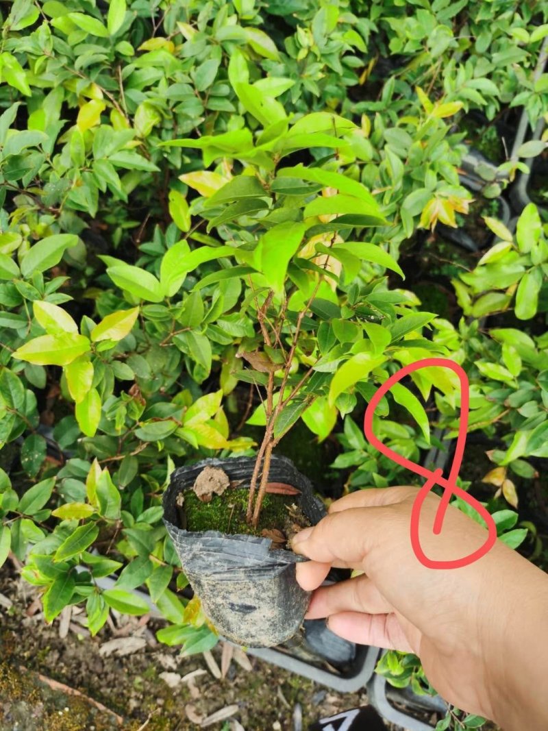 台湾四季树葡萄，红妃，艾斯丽嘉宝果嫁接苗