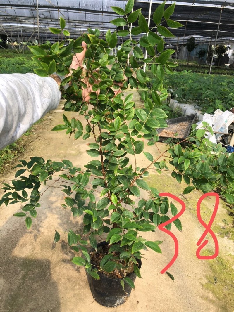 台湾四季树葡萄，红妃，艾斯丽嘉宝果嫁接苗