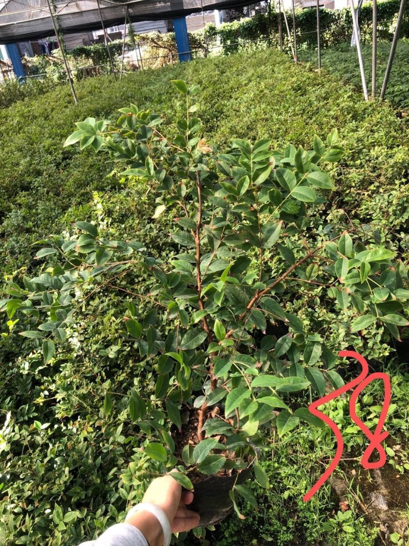 台湾四季树葡萄，红妃，艾斯丽嘉宝果嫁接苗