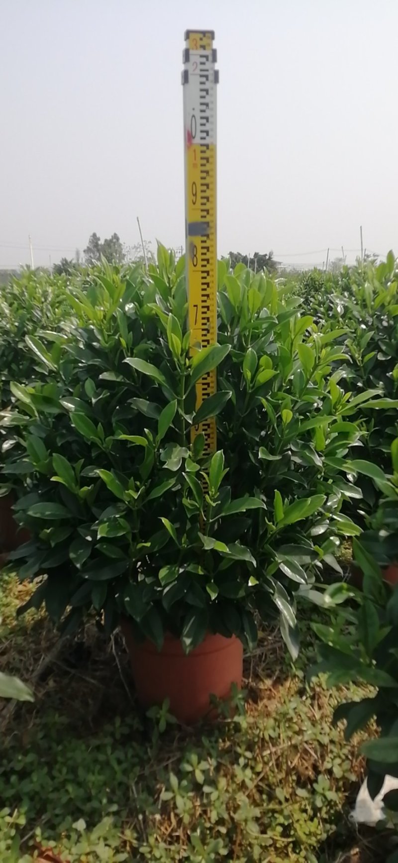 非洲茉莉
