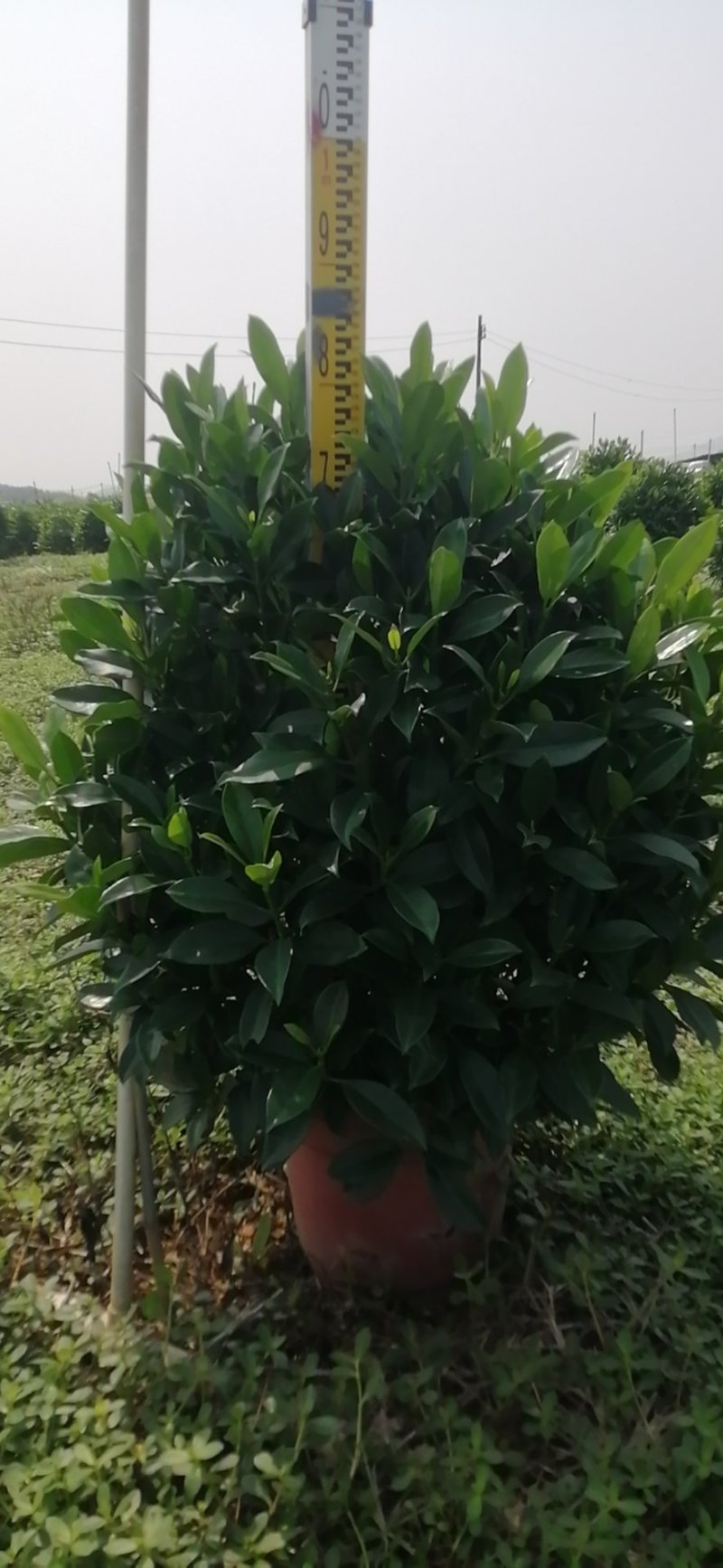 非洲茉莉
