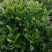 非洲茉莉
