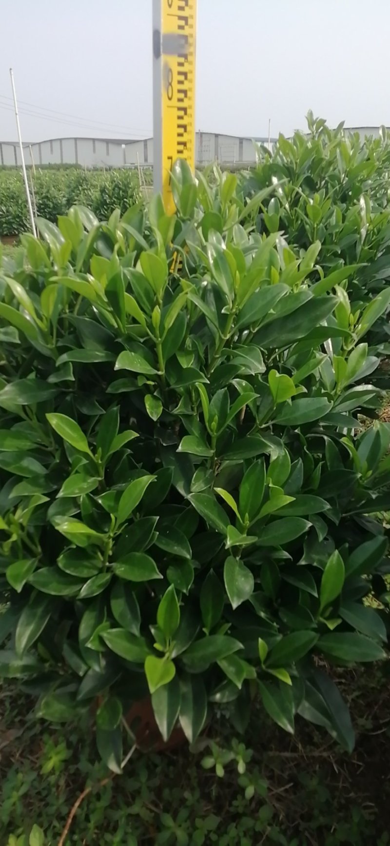 非洲茉莉