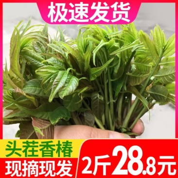 香椿芽2二斤装招电商一件代发