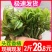 香椿芽2二斤装招电商一件代发