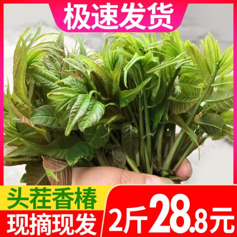 香椿芽2二斤装招电商一件代发