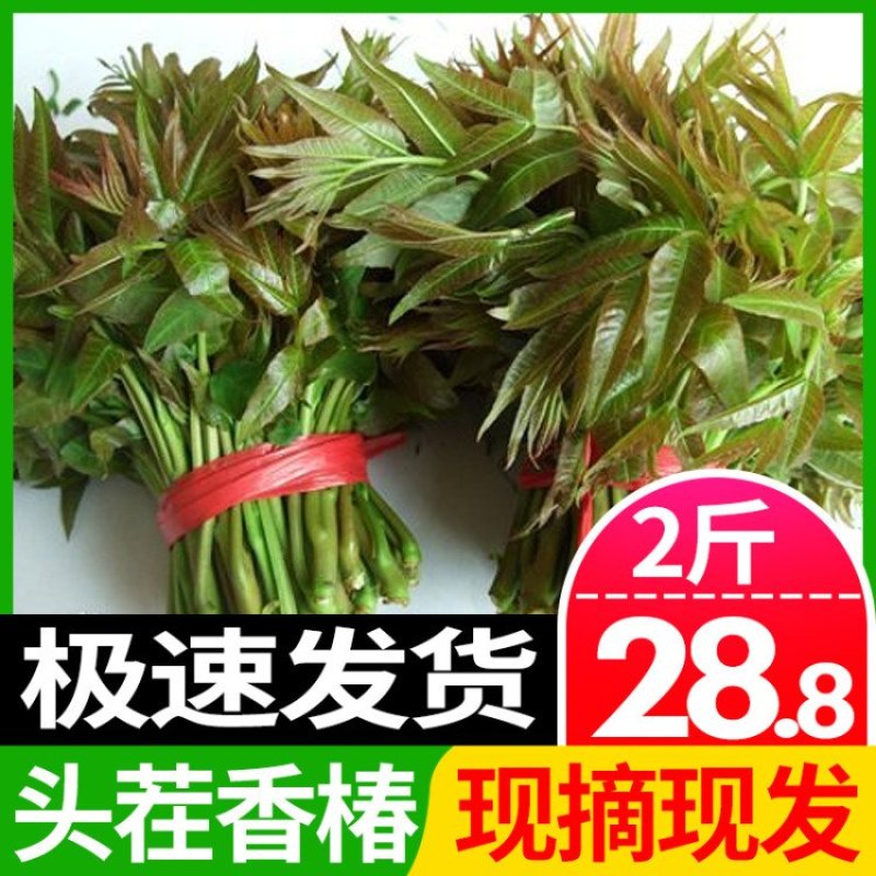 香椿芽2二斤装招电商一件代发