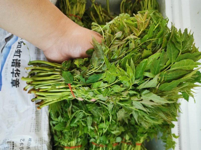 香椿芽2二斤装招电商一件代发